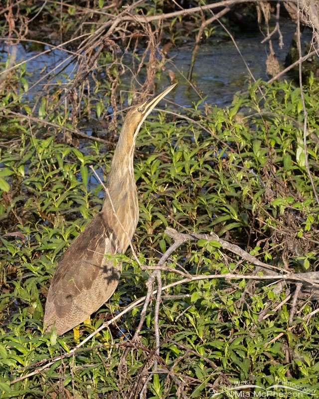 American Bittern on migration through Oklahoma, Sequoyah National Wildlife Refuge