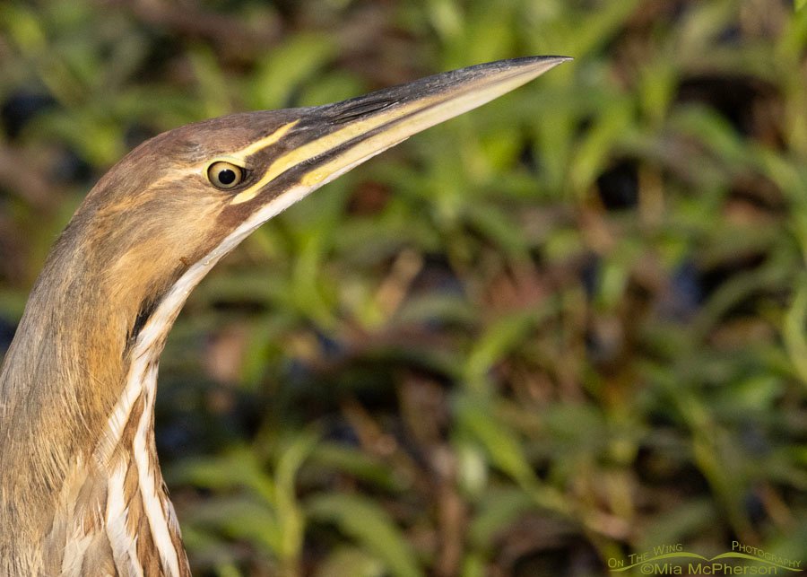 American Bittern portrait at Sequoyah National Wildlife Refuge, Oklahoma