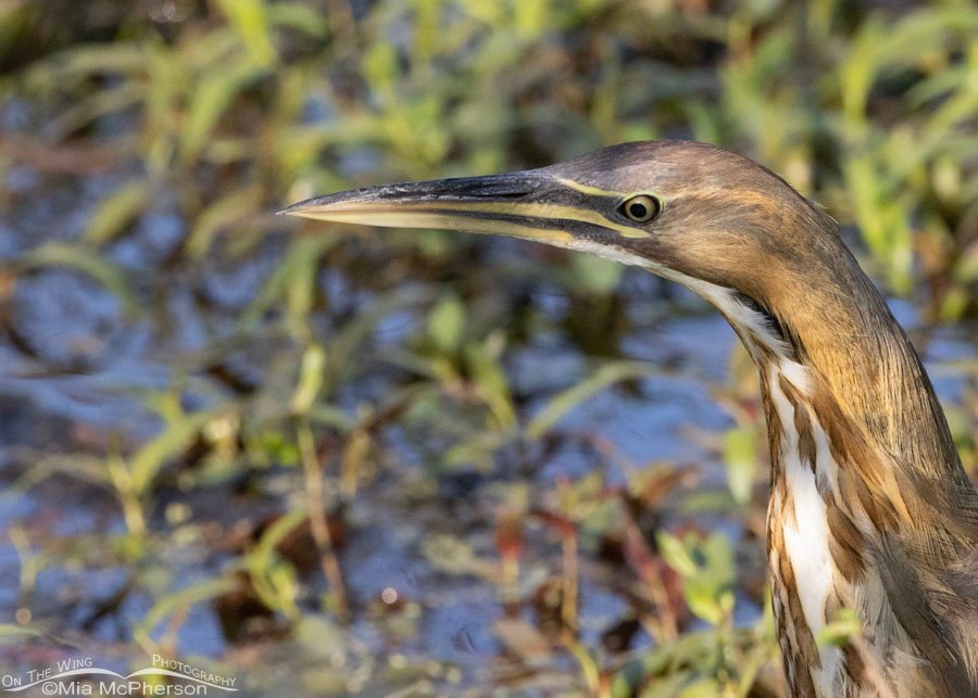 American Bittern in dappled light, Sequoyah National Wildlife Refuge, Oklahoma