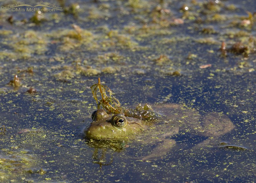 American Bullfrog Queen wearing a pondweed crown, Sequoyah National Wildlife Refuge, Oklahoma