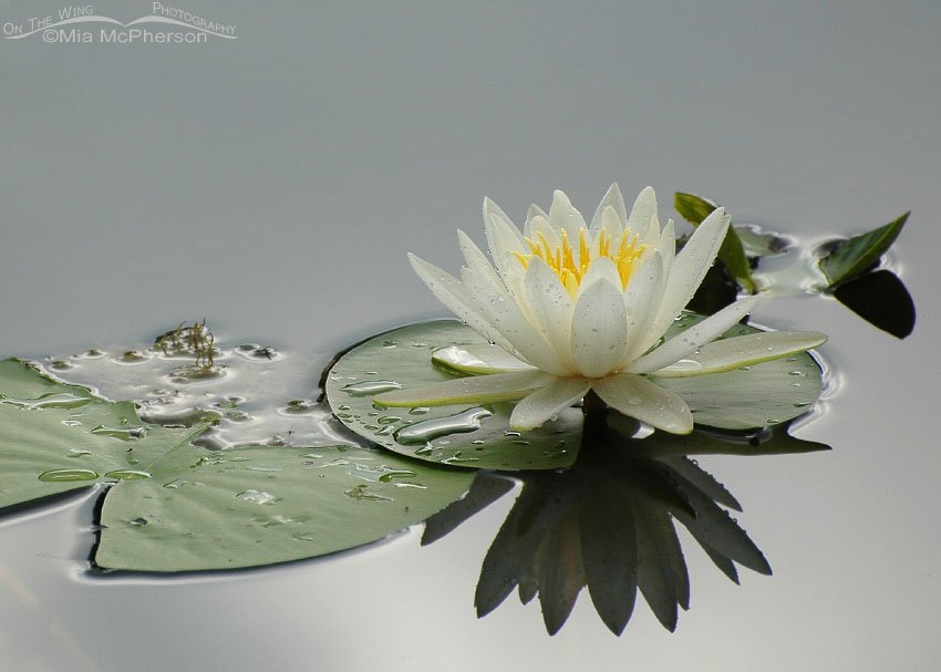 Wet American White Waterlily, Sawgrass Lake Park, Pinellas County, Florida