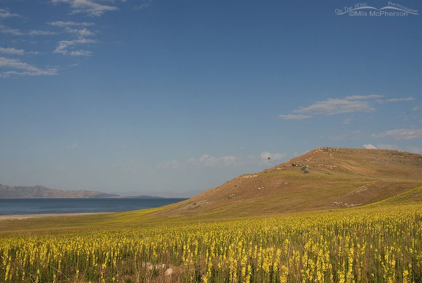 Wand Mullein covered hillside near Buffalo Point, Antelope Island State Park, Davis County, Utah