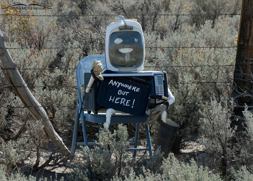 Anywhere but Here, Great Basin National Park, White Pine County, Nevada