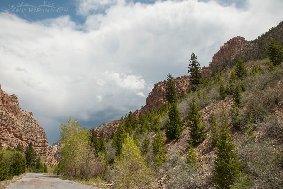 Ashley National Forest view, Ashley National Forest, Daggett County, Utah