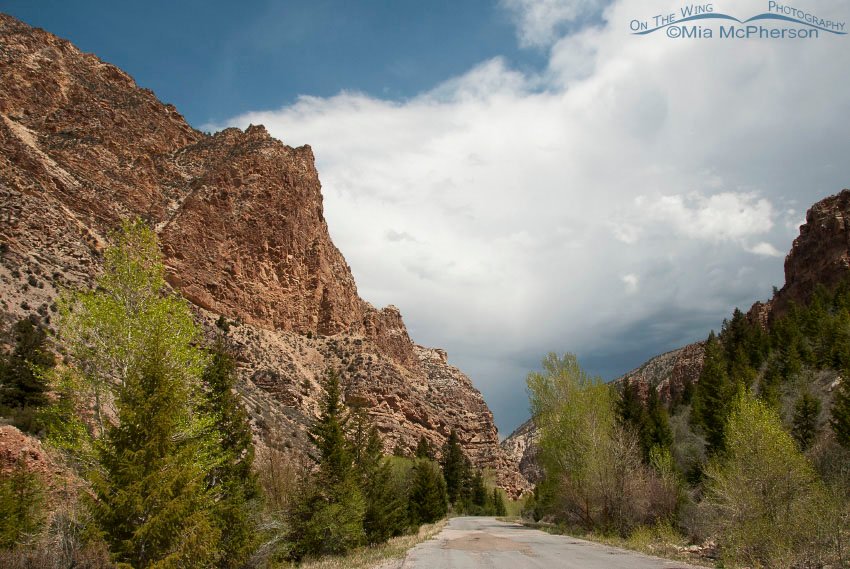View from the road in Ashley National Forest, Daggett County, Utah