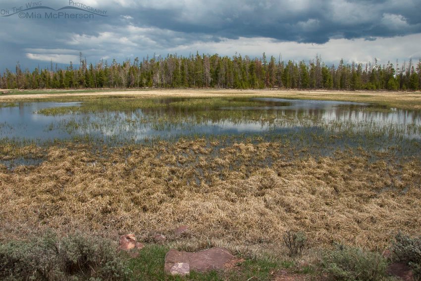 Wet mountain meadow in Ashley National Forest, Daggett County, Utah