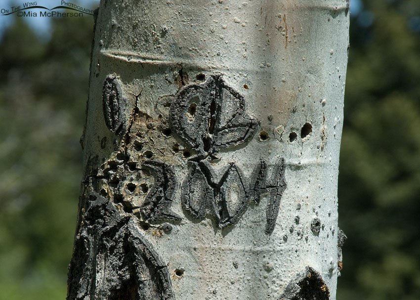 Nesting tree – Aspen with carvings on it, Targhee National Forest, Clark County, Idaho