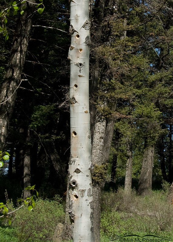 Aspen nesting cavity tree in the Targhee National Forest, Idaho.