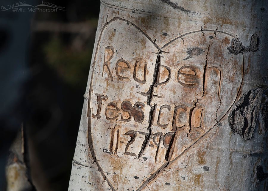 Aspen carving - Reuben and Jessicca, West Desert, Tooele County, Utah