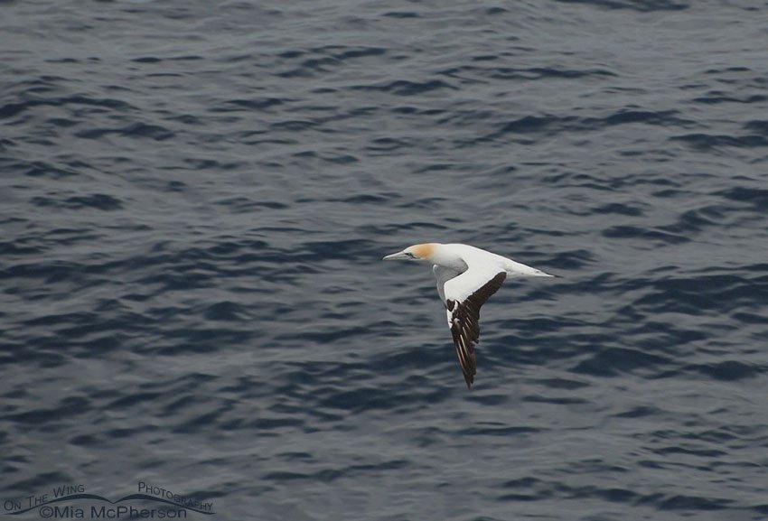 Australasian Gannet in flight near Whakaari - White Island, Bay of Plenty, Crater Bay, Whakaari, White Island, New Zealand