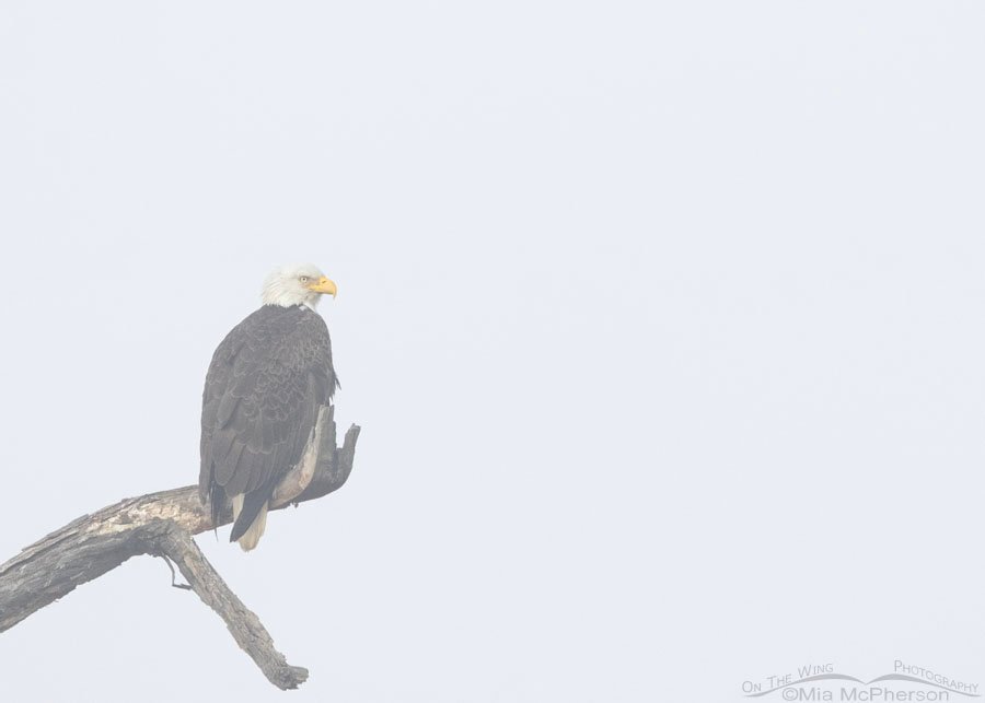 Male Bald Eagle in fog at Sequoyah National Wildlife Refuge, Oklahoma