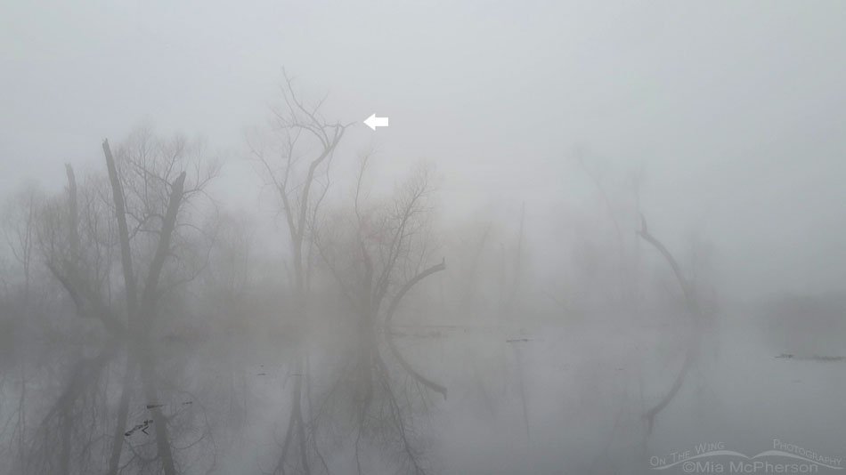 Foggy Miner's Cove where the Bald Eagles mated, Sequoyah National Wildlife Refuge, Oklahoma