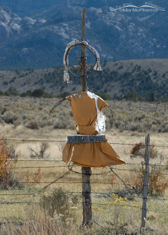 Barb Wire, Great Basin National Park, White Pine County, Nevada