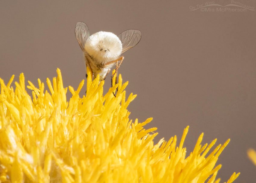 Bee Fly butt, Stansbury Mountains, West Desert, Tooele County, Utah
