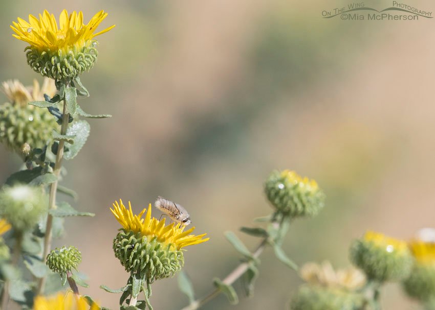 Curlycup Gumweed with a Bee Fly, Stansbury Mountains, West Desert, Tooele County, Utah