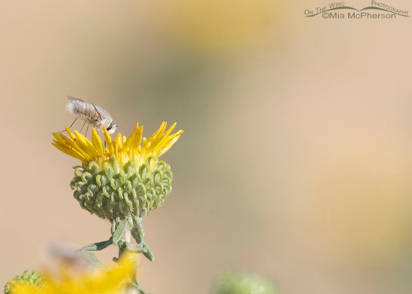 Bee Fly on Curlycup Gumweed, Stansbury Mountains, West Desert, Tooele County, Utah