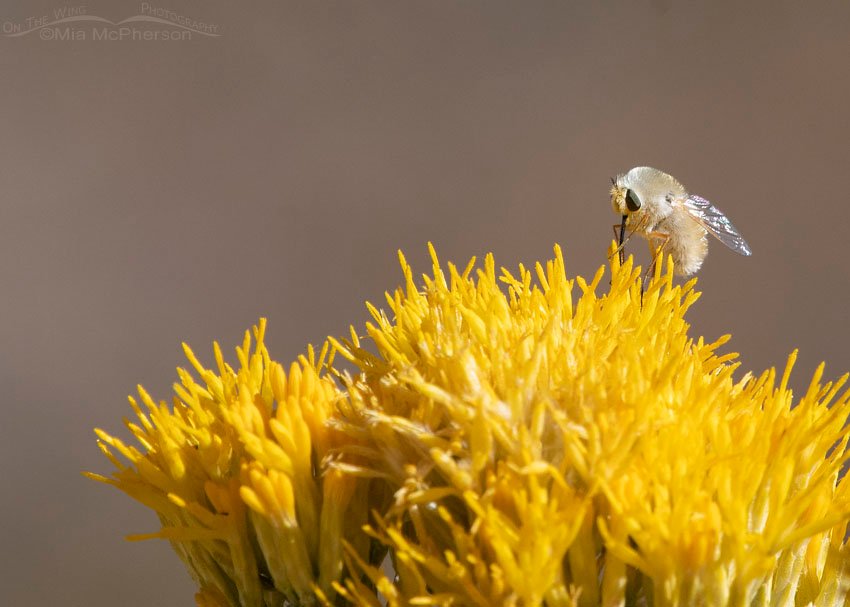 Bee Fly nectaring on rabbitbrush - Possibly Bombyliinae - Anastoechus? Stansbury Mountains, West Desert, Tooele County, Utah