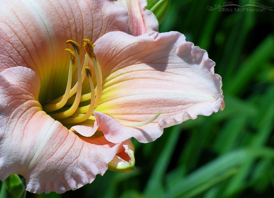 Peachy Daylily, State Botanical Gardens, Pinellas County, Florida