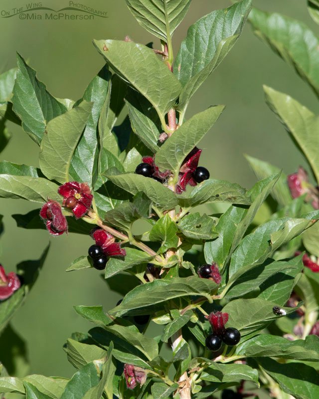 Black Twinberry showing the berries, Wasatch Mountains, Summit County, Utah