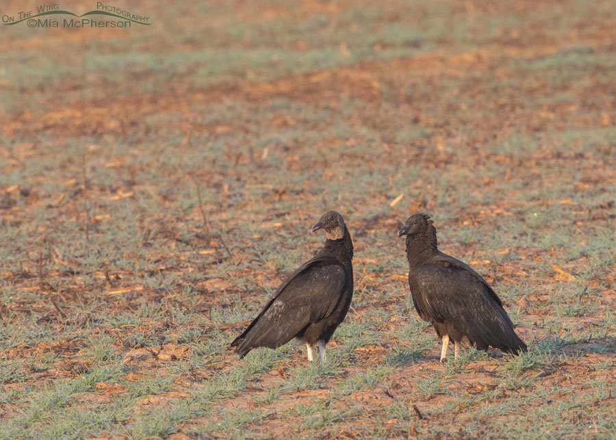 Black Vultures in a field at Sequoyah National Wildlife Refuge, Oklahoma