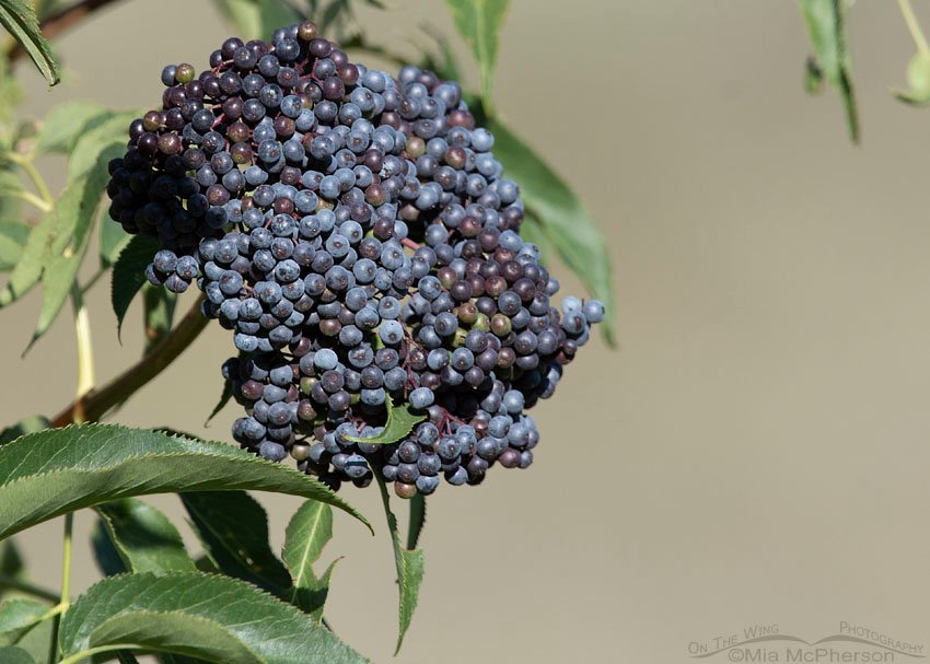 Ripening Blue Elderberry berries, Wasatch Mountains, Summit County, Utah