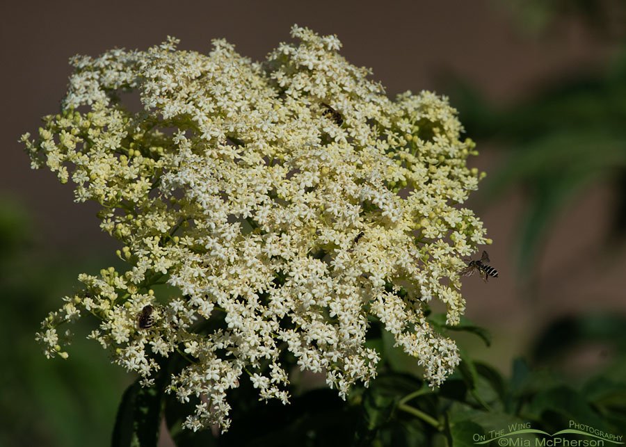 Blooming Blue Elderberry in Summit County, Utah