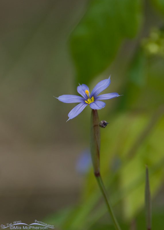 Blue-eyed Grass blooming on Honeymoon Island, Honeymoon Island State Park, Pinellas County, Florida