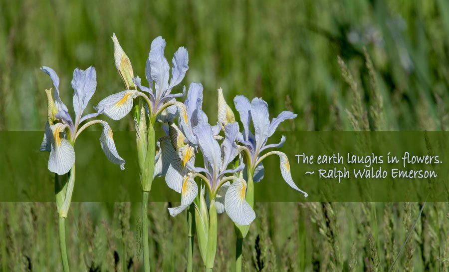 The Earth Laughs In Flowers - Western Blue Flag, Centennial Valley, Beaverhead County, Montana