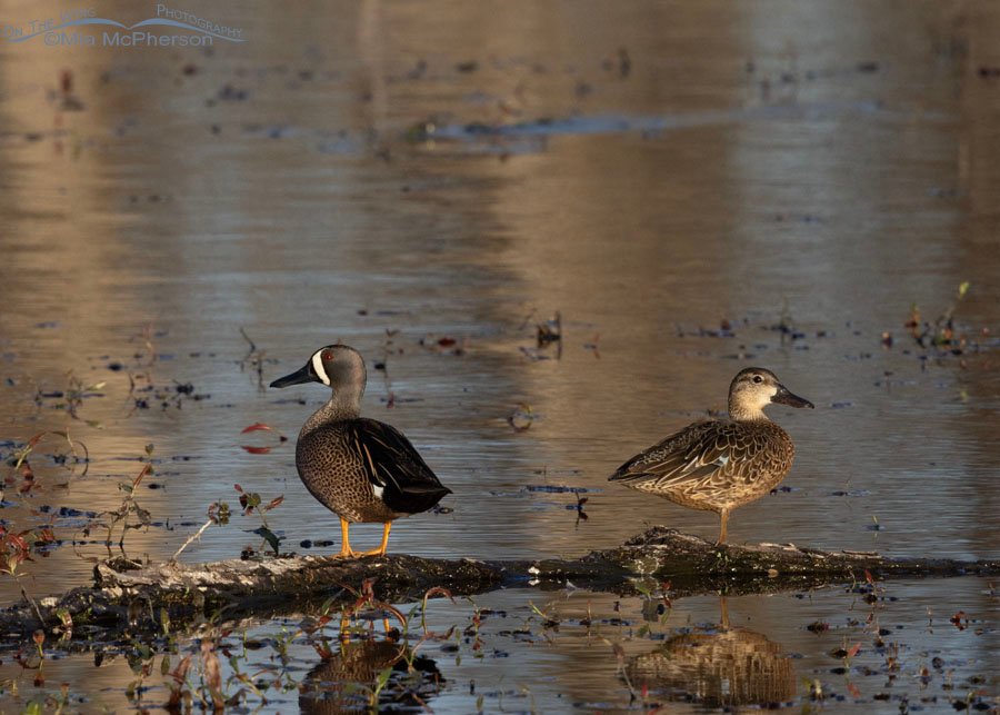 Pair of Blue-winged Teal on a log in early morning light, Sequoyah National Wildlife Refuge, Oklahoma