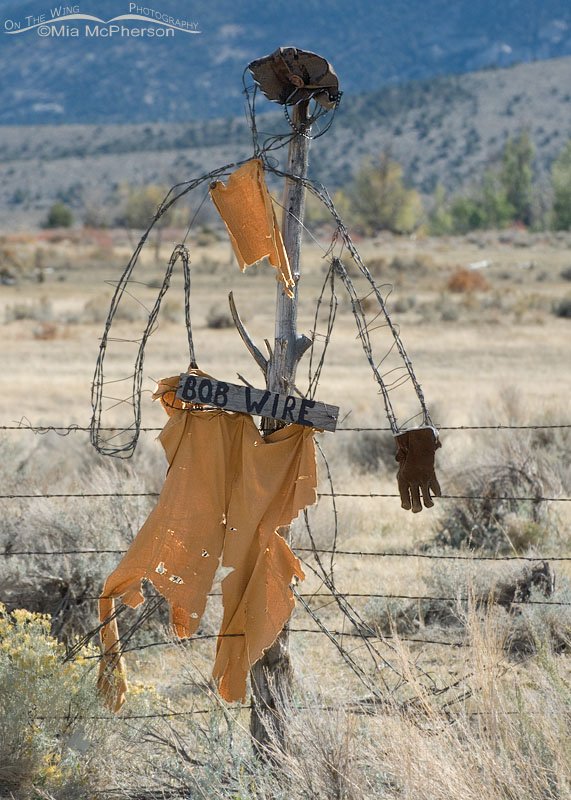 Bob Wire, Great Basin National Park, White Pine County, Nevada