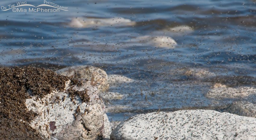 Brine flies in flight with pupal casings on the rocks next to the Great Salt Lake, Antelope Island State Park, Davis County, Utah