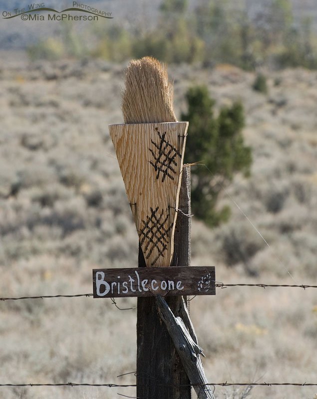 Bristle Cone, Great Basin National Park, White Pine County, Nevada