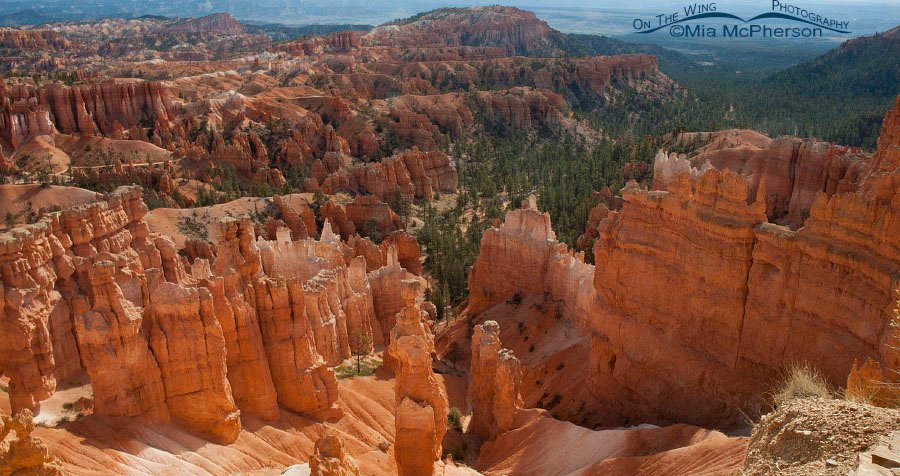 Panoramic view of Bryce Canyon National Park, Garfield and Kane Counties, Utah