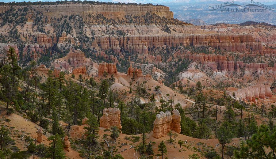 Bryce Canyon National Park Hoodoos, Bryce Canyon National Park, Garfield and Kane Counties, Utah