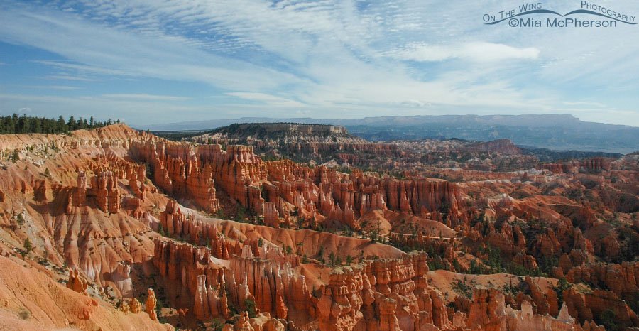 Bryce Canyon National Park panoramic view, Bryce Canyon National Park, Garfield and Kane Counties, Utah
