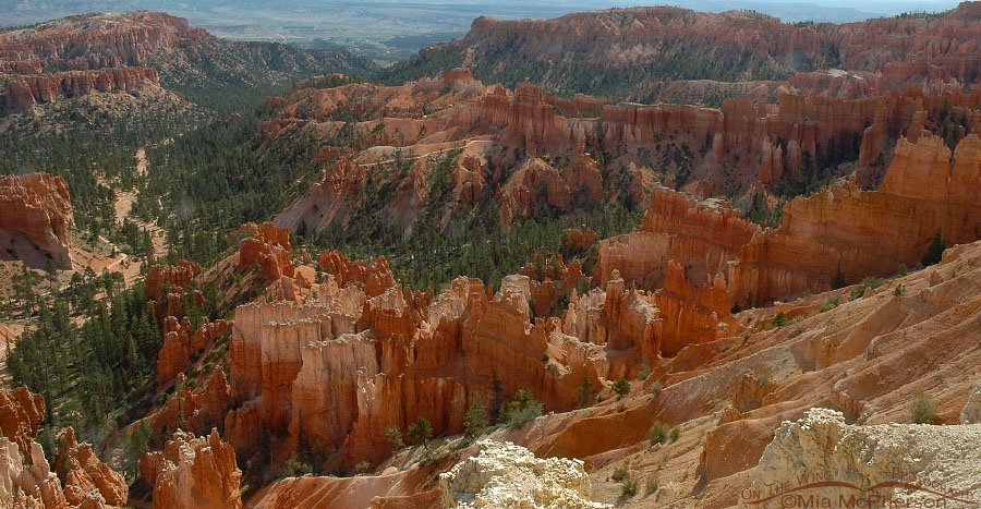 Hoodoos of Bryce Canyon, Bryce Canyon National Park, Garfield and Kane Counties, Utah