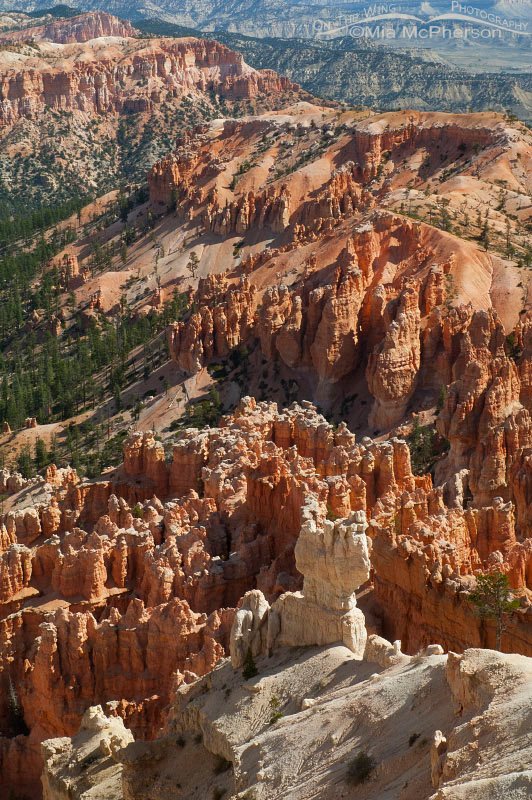 Hoodoos of Bryce Canyon National Park, Garfield and Kane Counties, Utah