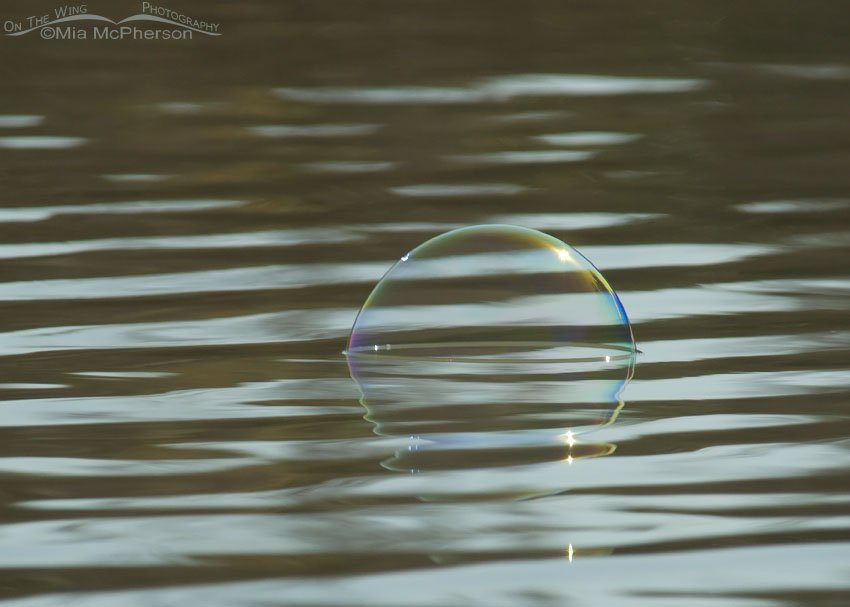 Bubble on the water, Fort De Soto County Park, Pinellas County, Florida