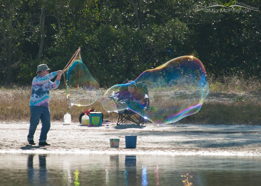 Bubbles and Parrotheads! Fort De Soto County Park, Pinellas County, Florida