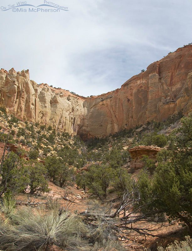 Looking up a side canyon on Burr Trail, Wayne County or Garfield County, Utah