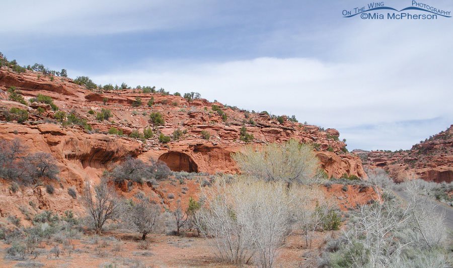 View from Burr Trail, Wayne County or Garfield County, Utah