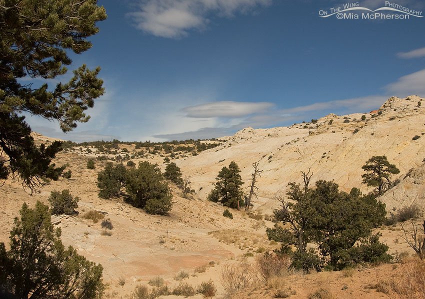 On the way to Capitol Reef NP, Capitol Reef National Park, Wayne County, Utah