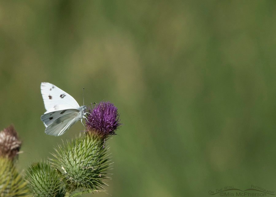 Male Checkered White butterfly nectaring on a thistle, Bear River Migratory Bird Refuge, Box Elder County, Utah
