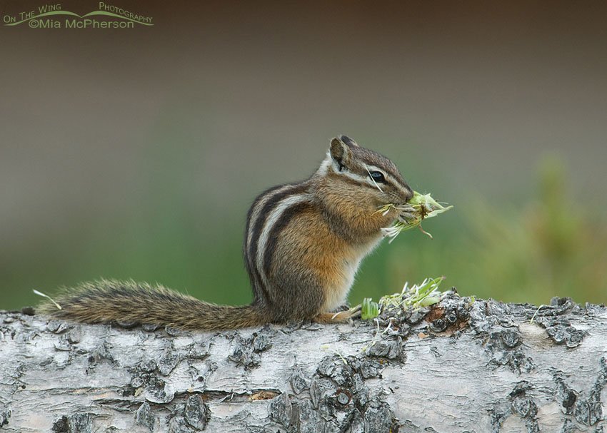 Yellow-pine Chipmunk at Red Rock Lakes NWR, Centennial Valley, Beaverhead County, Montana