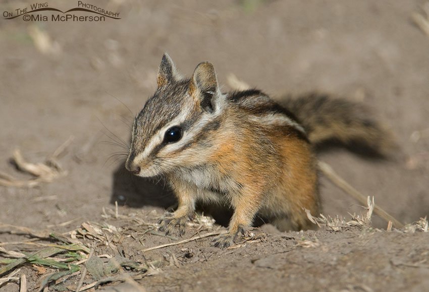Yellow-pine Chipmunk near Cliff Lake, Montana. Madison County