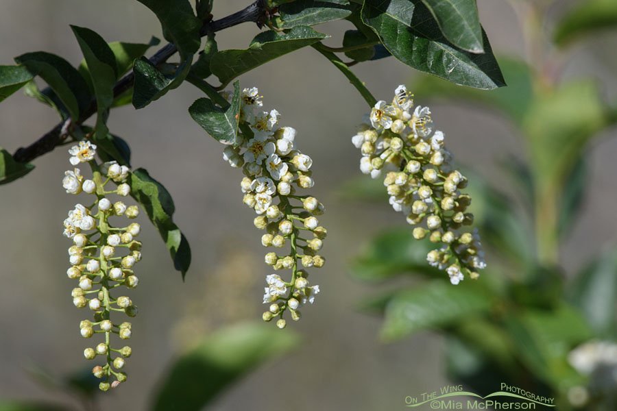 Chokecherry starting to bloom, West Desert, Tooele County, Utah