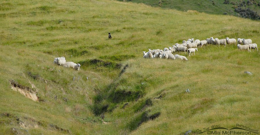 Sheep farm just outside of Christchurch, New Zealand