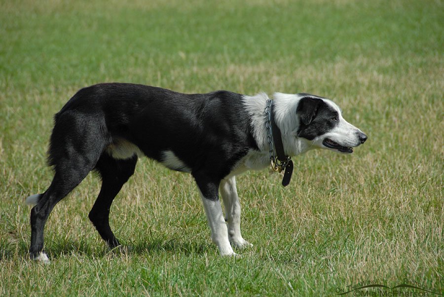 Sheepdog in Christchurch, New Zealand