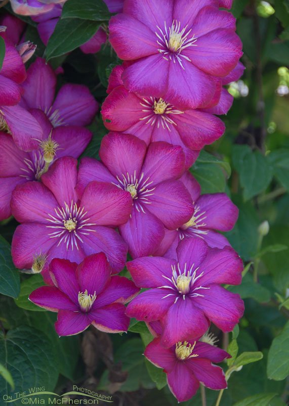 Clematis blooms in Picton, New Zealand