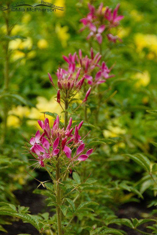 Cleome in Wellington, New Zealand
